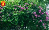 Hoa giấy bung nở khoe sắc ở Hà Nội
